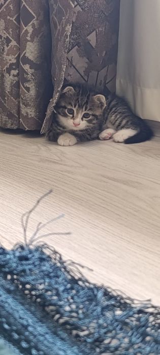 Oʻsma quloq mushuk Вислоухие котята