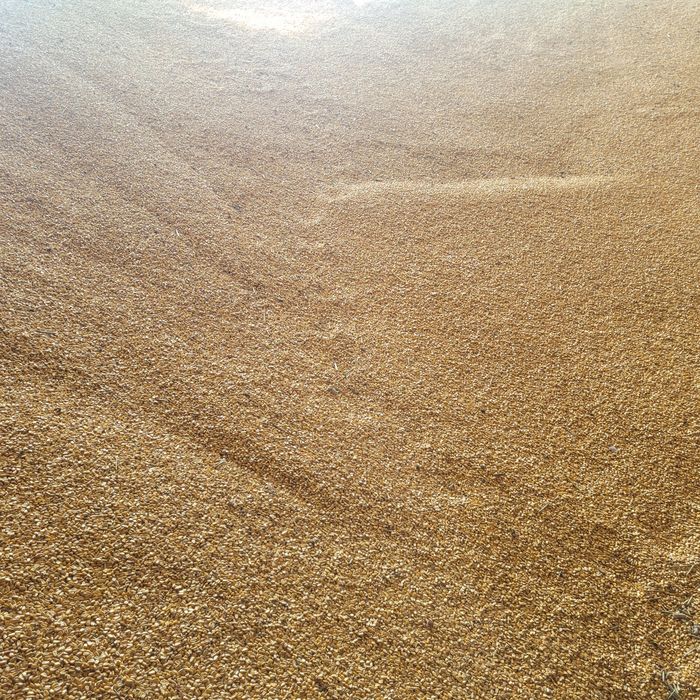 Porumb la stas 1 ron