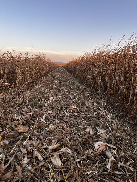 Vând Bourgoin Dp6 cu tocător