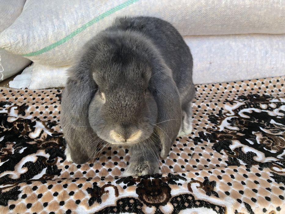 Vand Iepuri Berbec Grrman