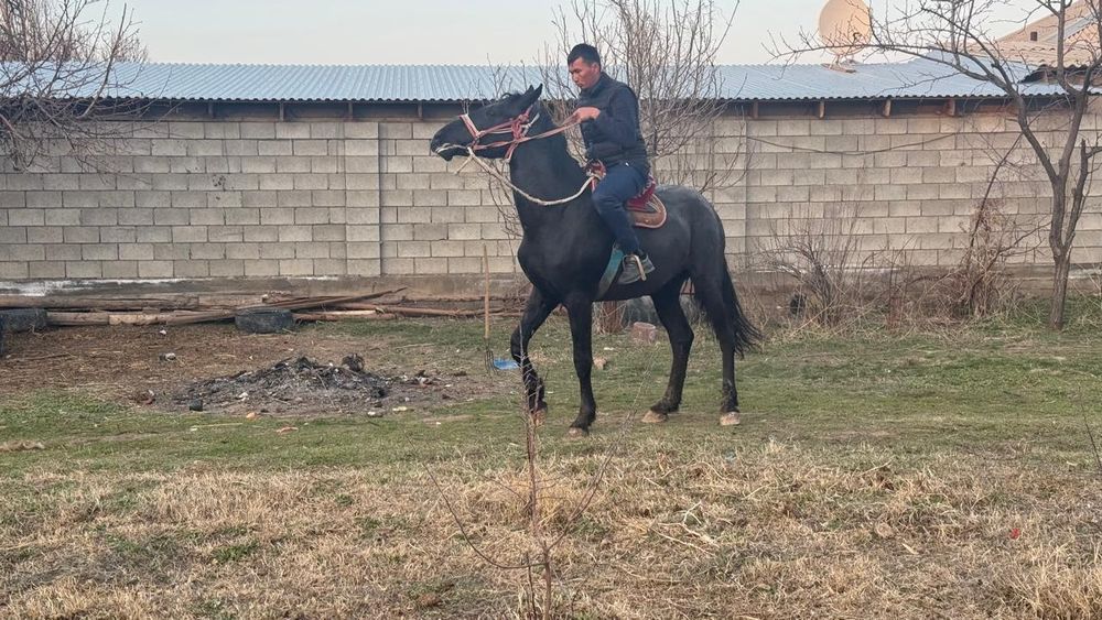 Жылқы дөнен шығар