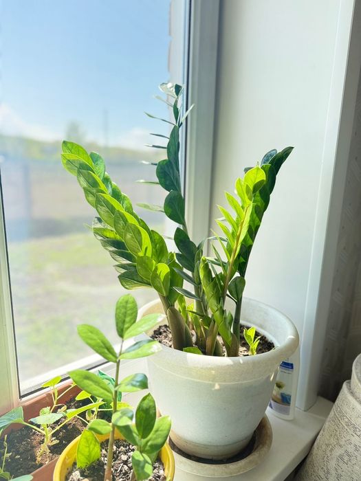 Долларовое дерево