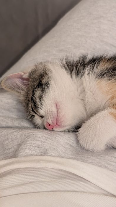 Отдадим Котёнка. Бесплатно
