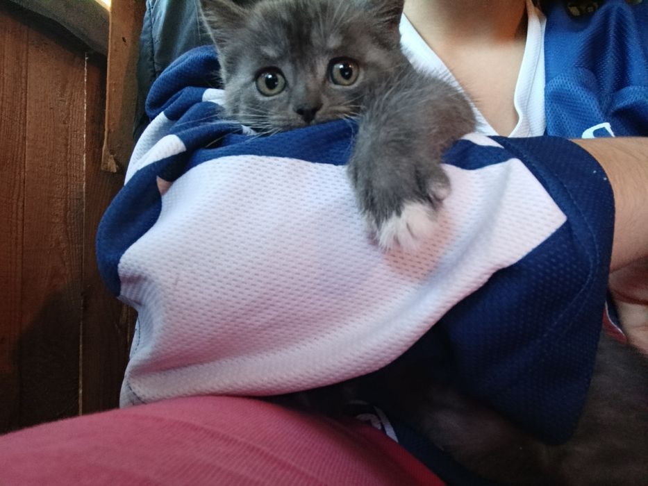 Отдам котят в хорошие руки