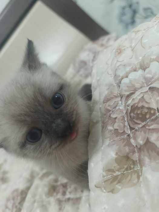 Отдам котенка в добрые руки