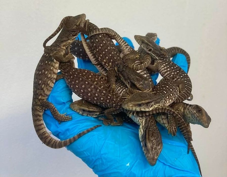 Саванен Варан / Varanus Exanthematicus