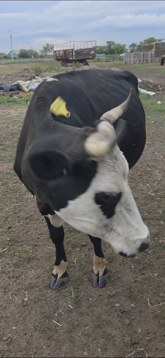 Продам коров 7 лет