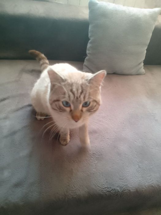 Пропал кот, просим о помощи