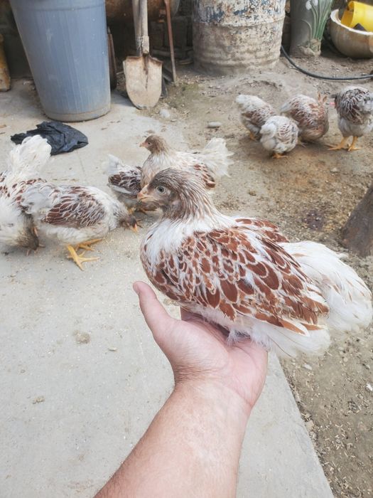 Срочнааа!!!   Виандот американский белое золото жужалари 3ойликлари