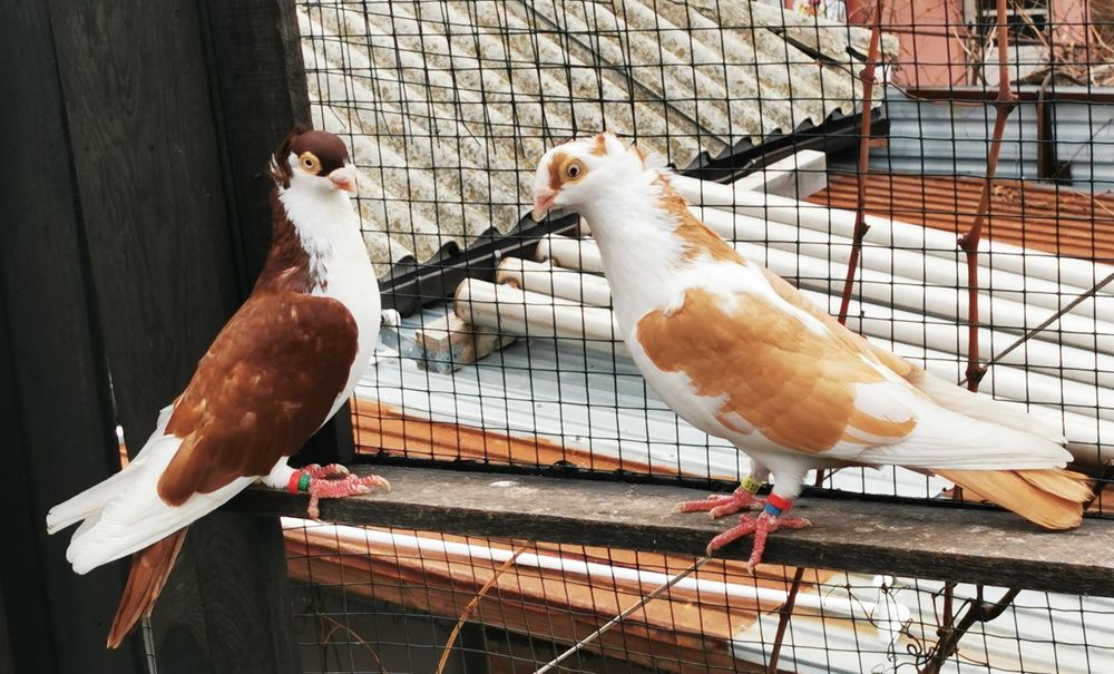 Porumbei jucatori galateni