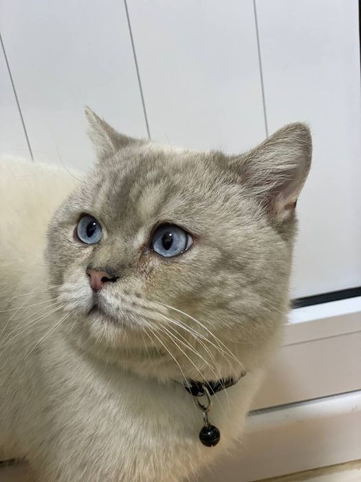 Britanskiy shinshila