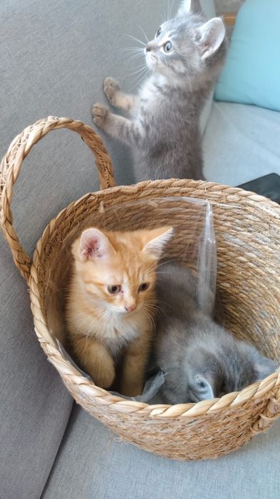 Отдам котят в добрые руки