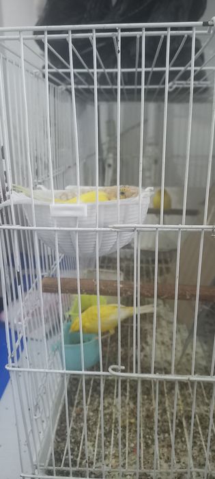 Канарейка сайроки кушлари