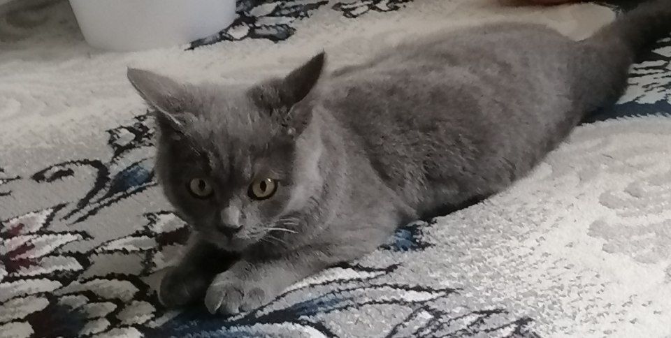 Домашний Британский кошка