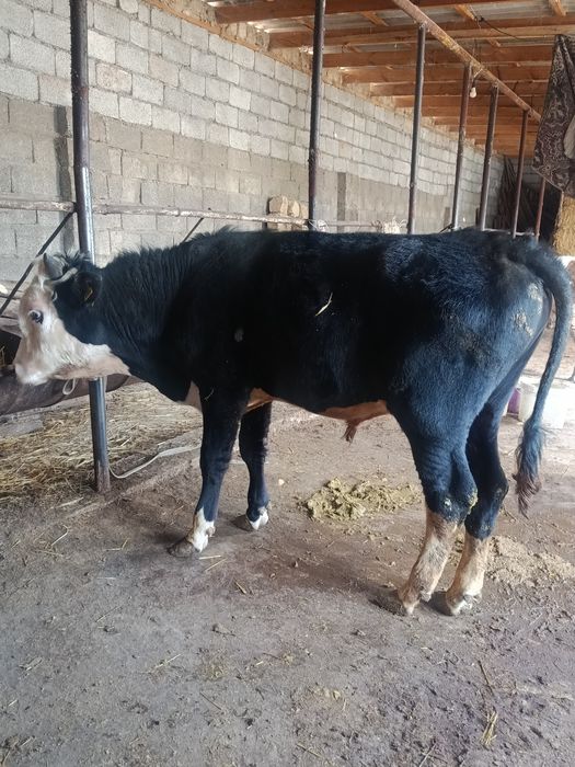 Еркек тана сатылады