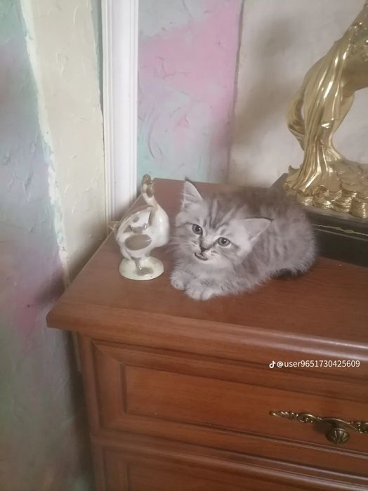 Продам шотландского котенка!