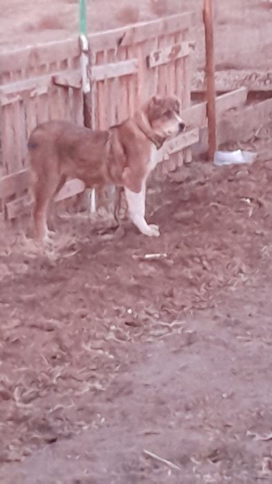 Күшік сатылады төбет