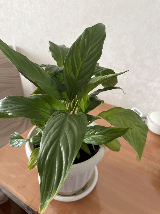 Комнатные цветы Молочай (миля)