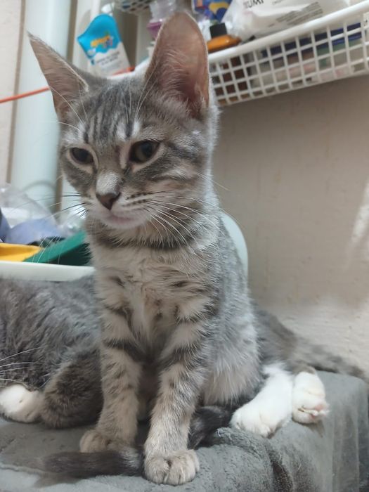 Котенок девочка 3,5 месяца