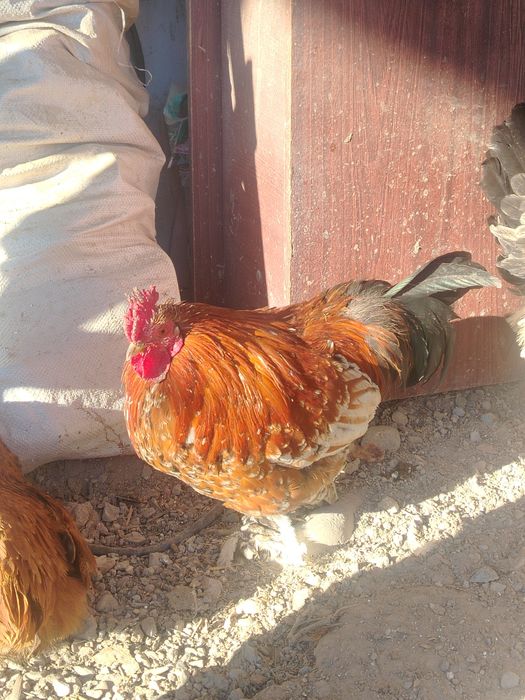 Продам карликовые петух