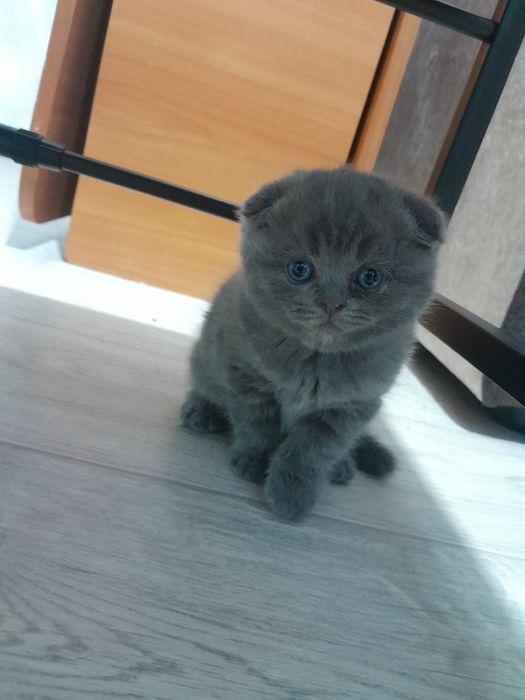 Продаются шотландские вислоухие котята