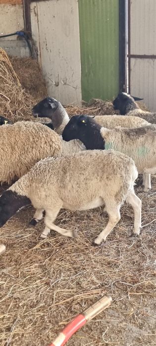 Mielute Dorper de vanzare