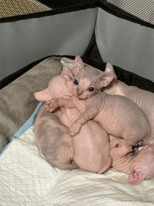 Продам котёнка сфинкса
