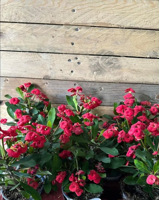 Цветя --Фикус лирата бамбино Исусов венец Еуфорбия