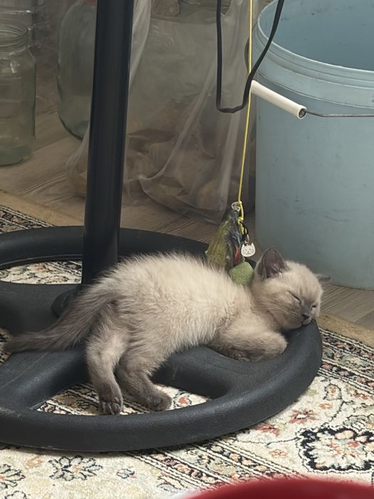 Котенок 2 месяца