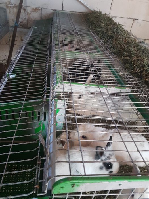 Iepurasi pitici, ideali ca si animalute de comanie