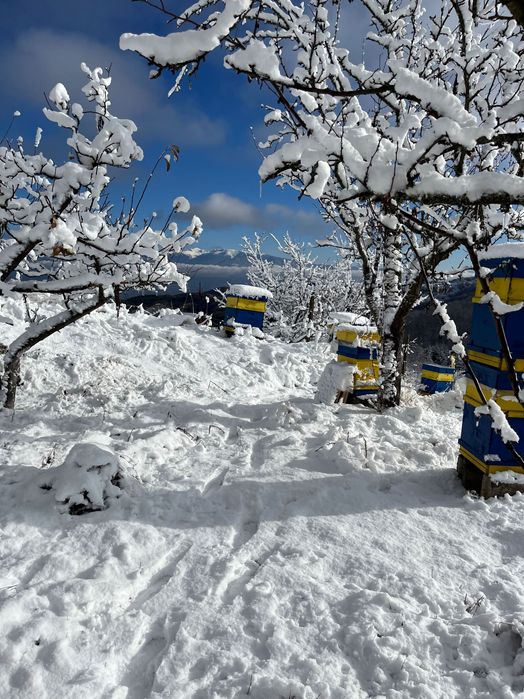 Пчелен манов мед