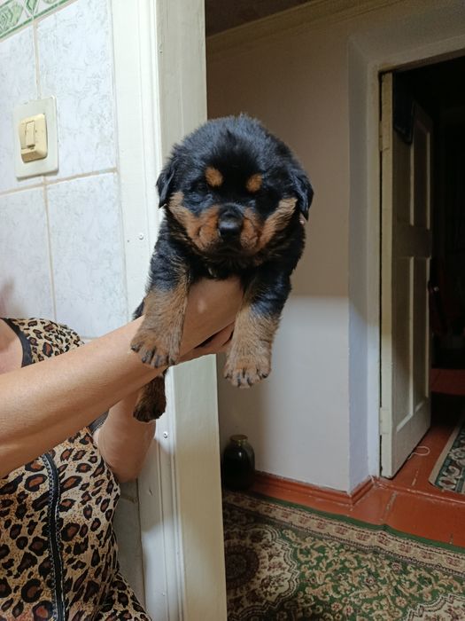 Ройтвелер щенок.