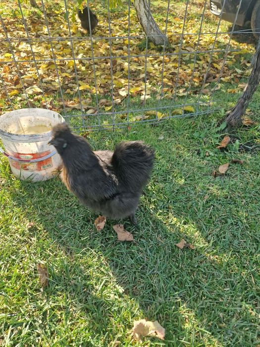 Găina  Mătase Japoneză