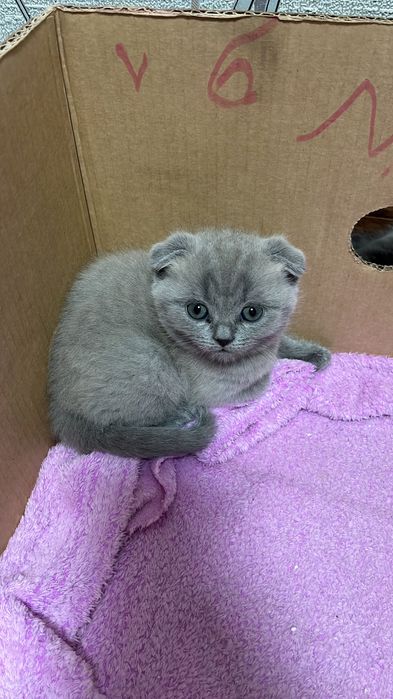 Продам котят британцы