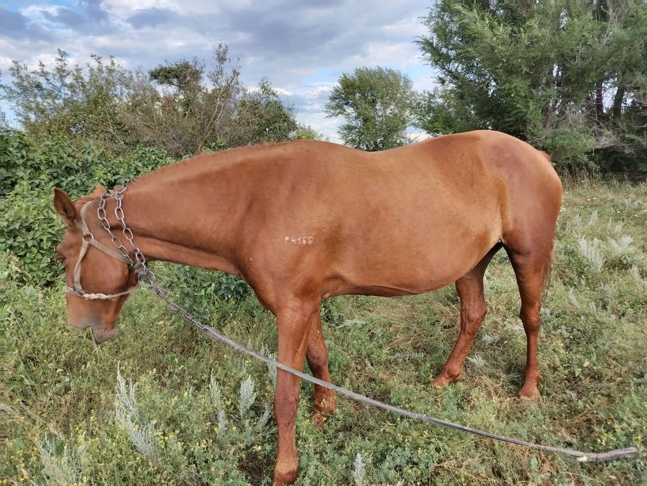 Продам кобылу обучения. с. Ленинское
