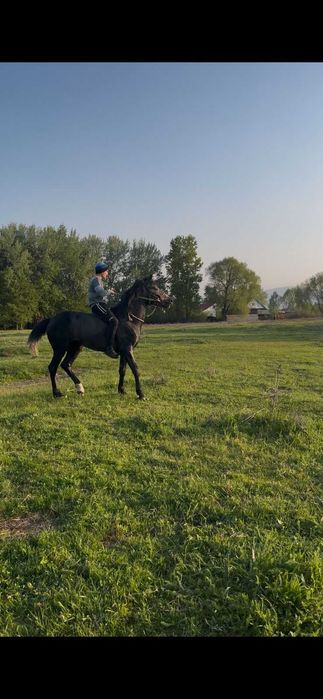 Продам хорошего коня