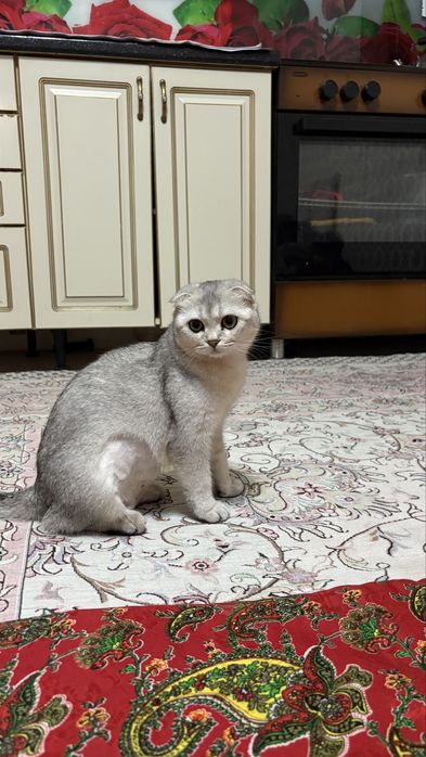 Продается вислоухи кот