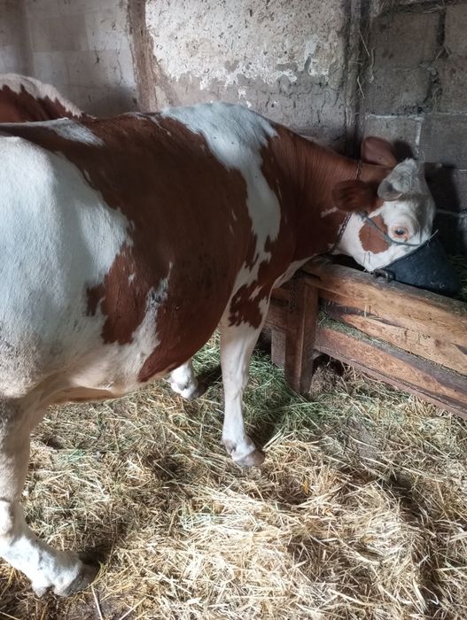 De vânzare vacă cu vițel