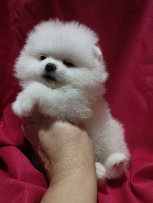 Щенки шпица мини