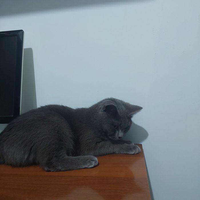 "British folt" toza zodli kamanda chunadigan, gorshok, ovqat idishi bn