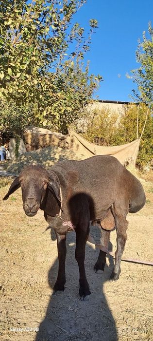 Kelishtirib beriladi narxi xamyon bob
