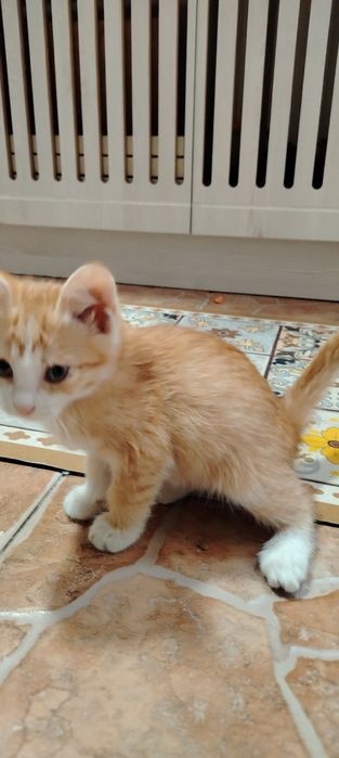 Отдам котёнка в добрые руки