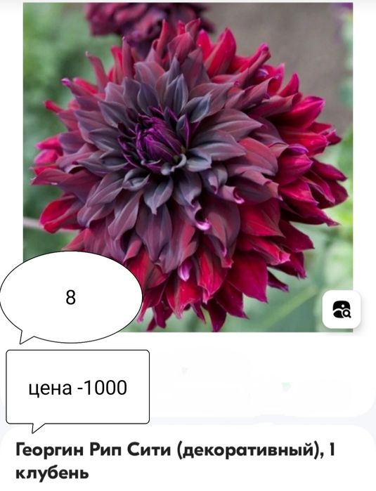 Георгины пророщенные в наличии.