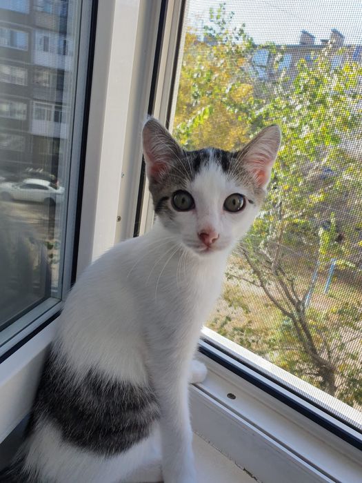 Отдам в добрые руки