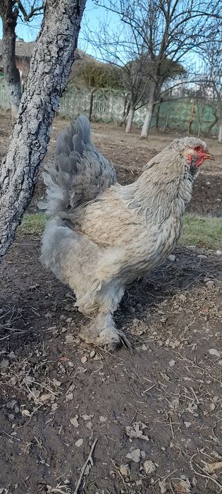 Oua incubat brahma