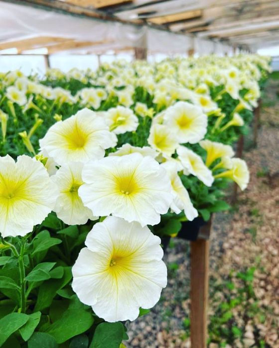 Петуния рассада оптом