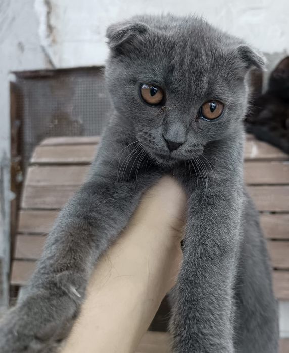 Продаю вислоухих котят