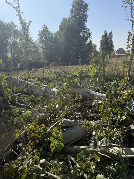 Дрова топол беспл