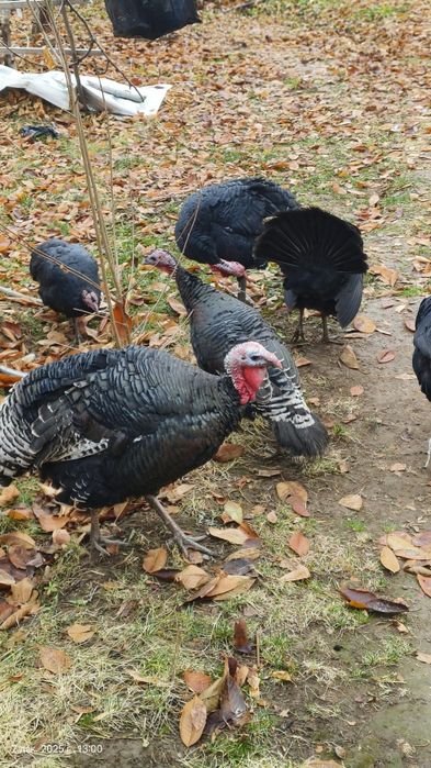 Kurka sotaman 6 ta xuroz 5 ta makiyon 450000 sum