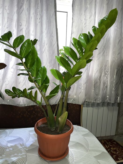 Продам цветы к 8 марту